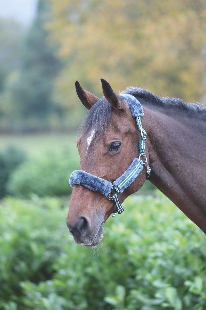 Shires Licol Stripe - SHOPHORSE